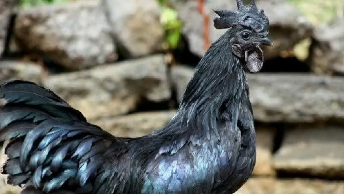 Ayam Cemani Harus Dibunuh Karena Bawa Sial Benarkah