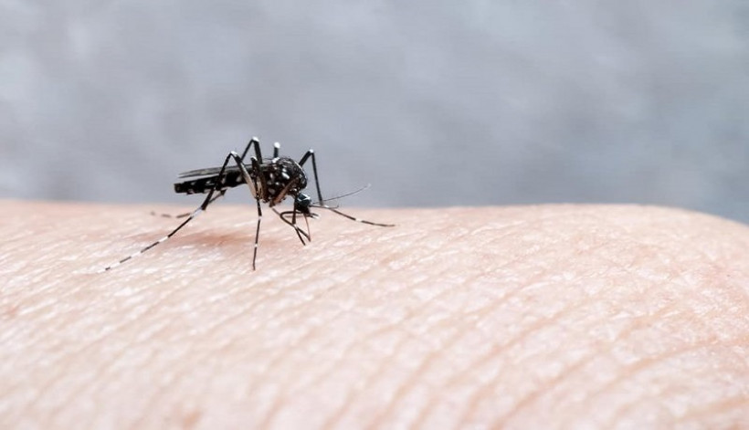  Nyamuk  Aedes  Aegypti Doyan Bau Badan Manusia